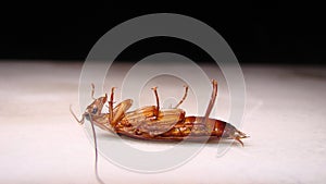 Close up of cockroach isolated on white background. closeup cockroach deceased. dead cockroach. american cockroach. health, hygien