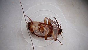 Close up of cockroach isolated on white background. closeup cockroach deceased. dead cockroach. american cockroach. health, hygien photo