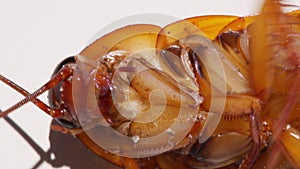 Close up cockroach isolated on white background.Cockroaches are dying White background cockroach and white cockroach