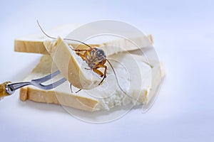 Close up of cockroach on a slice of bread