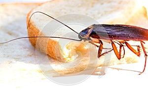 Close up of cockroach on a slice of bread, Cockroach eating whole wheat bread on white background background