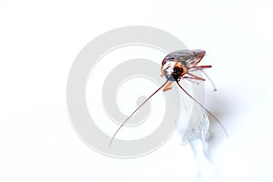 Close up Cockroach on toothbrush  on white background  background