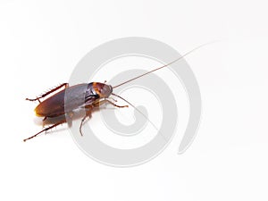 Close up of cockroach on white