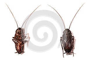 Close up cockroach on white background