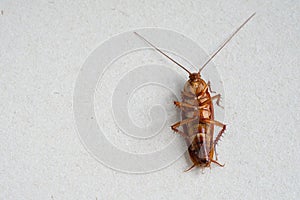 Close up of cockroach on white background.