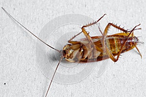 Close up of cockroach on white background.