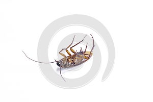Close up of a cockroach on white background