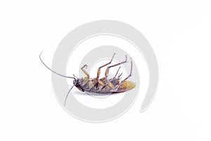 Close up of a cockroach on white background