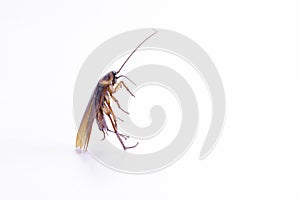 Close up of a cockroach on white background