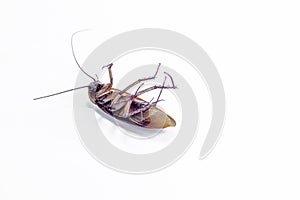 Close up of a cockroach on white background