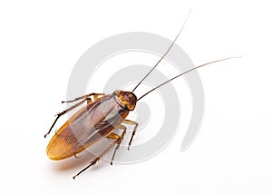 Close up cockroach on white background