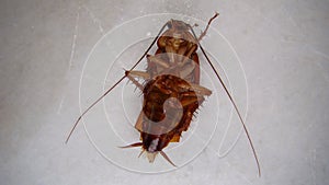 Close up of cockroach  on white background. closeup cockroach deceased. dead cockroach. american cockroach. health, hygien