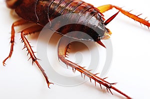 close-up cockroach on white background, top view.