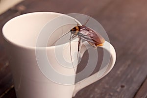 Close up cockroach on white cup drink