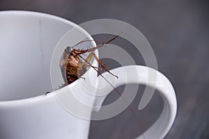 Close up cockroach in white cup drink