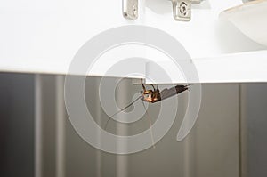 Close up a cockroach on white cupboard