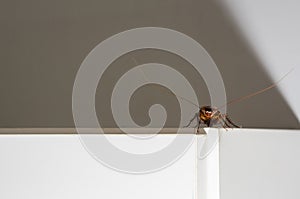 Close up a cockroach on white cupboard