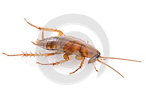Close up cockroach on white