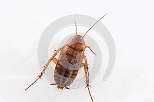 Close up cockroach on white
