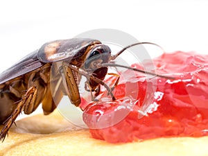 Close up cockroach on the whole wheat bread with jam. Cockroaches are carriers of the disease