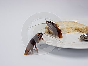 Close up cockroach on the whole wheat bread in white plate, Cockroaches are carriers of the disease