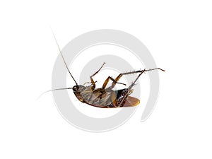 Close up Cockroachs dead