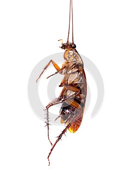 Close up Cockroachs dead