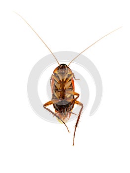 Close up Cockroachs dead