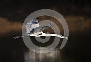 Close up of a Cocoi heron in flight