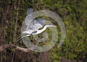 Close up of a Cocoi heron in flight