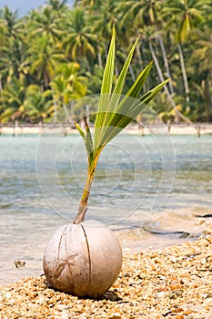 Close up of a coconut on the beach