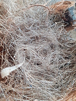 close up of a coconut coir close up of a coconut husk,