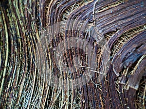 Close up of a coconut coir structure, shot on a coconut fiber tree, brown natural background for consumption and environmental