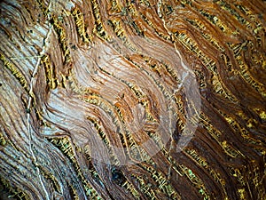 Close up of a coconut coir structure, shot on a coconut fiber tree, brown natural background for consumption and environmental