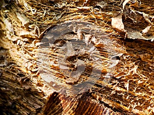 Close up of a coconut coir structure, shot on a coconut fiber tree, brown natural background for consumption and environmental