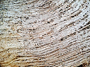 Close up of a coconut coir structure, shot on a coconut fiber tree, brown natural background for consumption and environmental