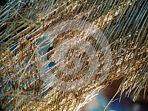 Close up of a coconut coir structure, shot on a coconut fiber tree, brown natural background for consumption and environmental