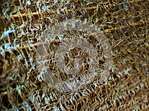 Close up of a coconut coir structure, shot on a coconut fiber tree, brown natural background for consumption and environmental