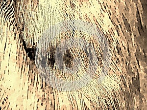 Close up of a coconut coir structure, shot on a coconut fiber tree, brown natural background. for consumption and environmental