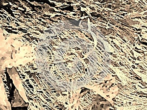 Close up of a coconut coir structure, shot on a coconut fiber tree, brown natural background. for consumption and environmental