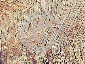 Close up of a coconut coir structure, shot on a coconut fiber tree, brown natural background. for consumption and environmental