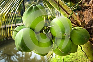 Close-up of Coconut Fruits