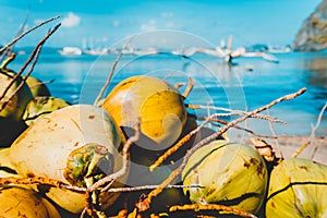 Close up of coconut fruits on the corong corong beach in El Nido, Palawan, Philippines
