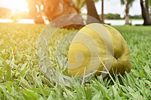 Close-up coconut on the ground lawn photo
