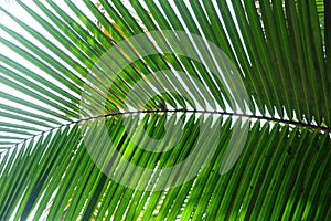 Close up a coconut leaf on white isolated background