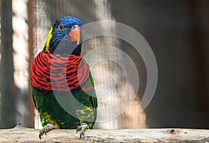 Close up Coconut Lorikeet Perched on Branch Isolated on Background with Copy Space