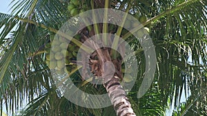 close up of coconut palm tree with full bunch of coconuts