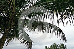 Close up of coconut palm tree, showing the leaves on a dark and cloudy day