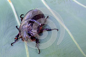 Close up of coconut rhinoceros beetle on leaf