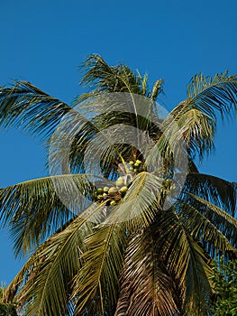 Close up coconut tree